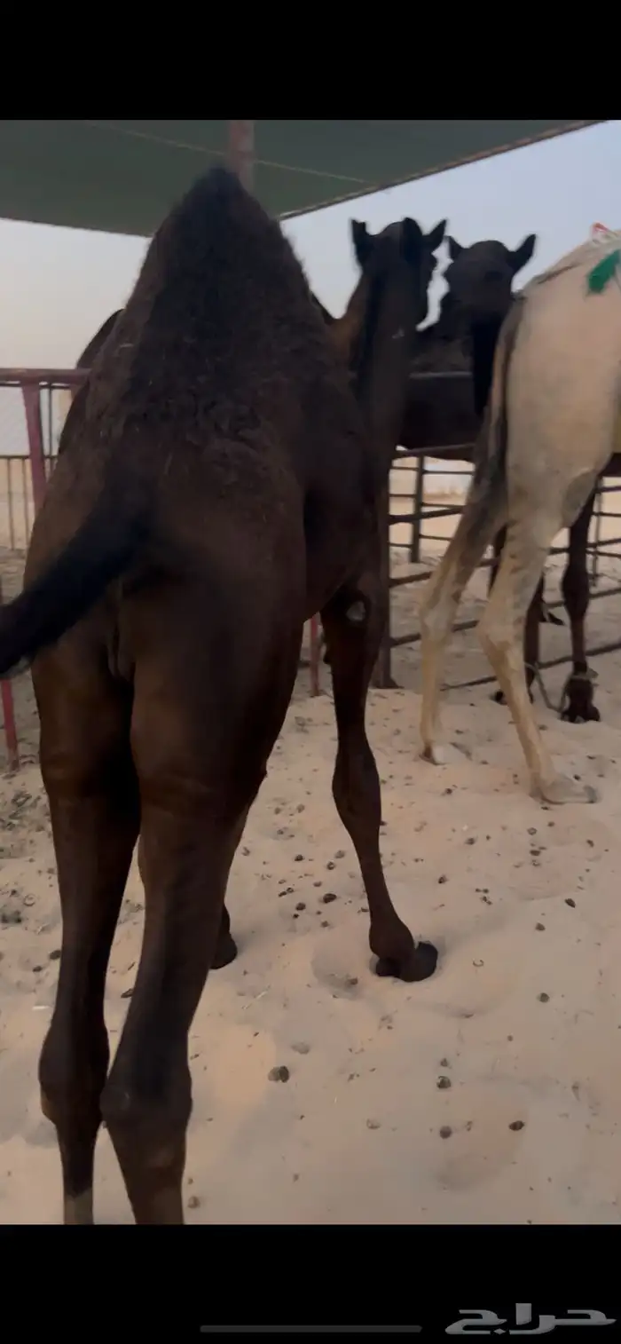 حيران بريه تحت اماتها 0
