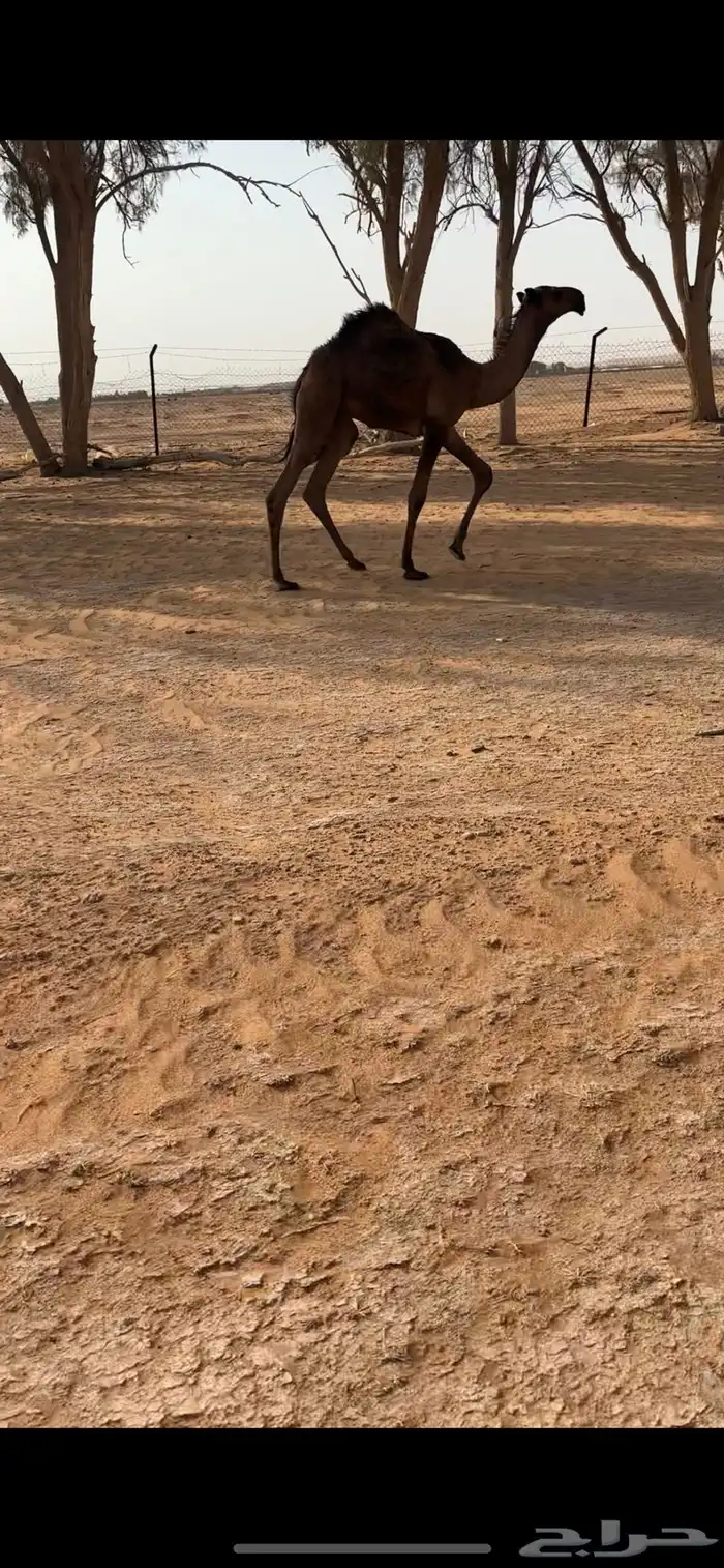 قعود دبياني كفو 1