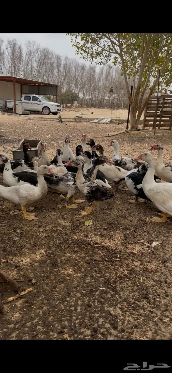 بط بلدي الموقع ثلوث بني عيسى 2