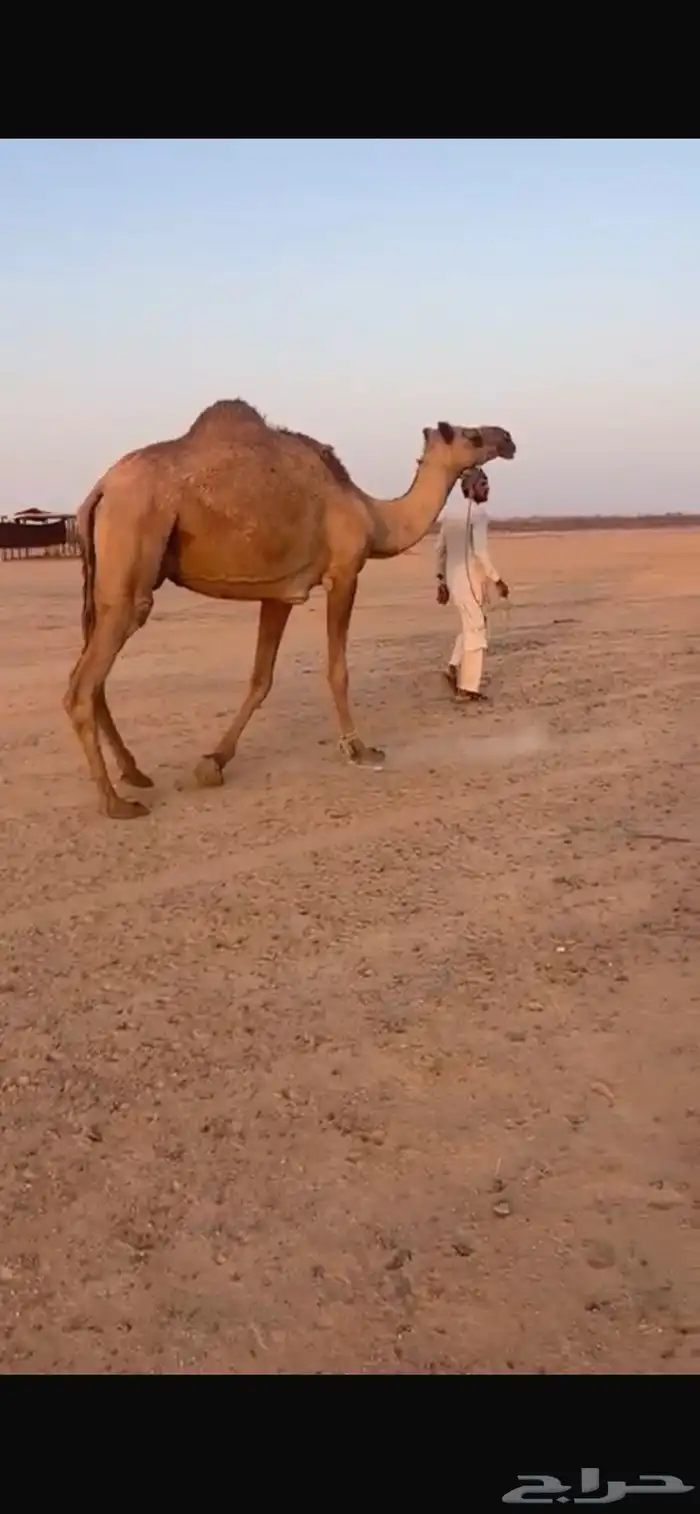 رحول شعلاء شرط مقام ومبرك الموقع مشاش بن جازي 0