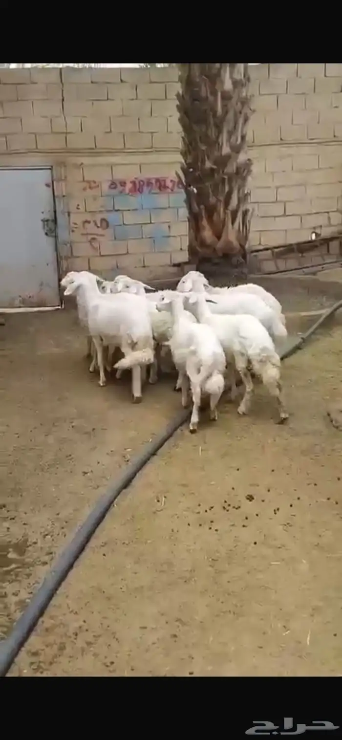 خرفان ورخال للبيع 0