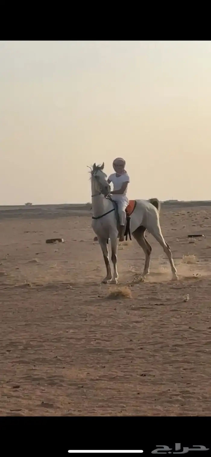 حصان شعبي 0