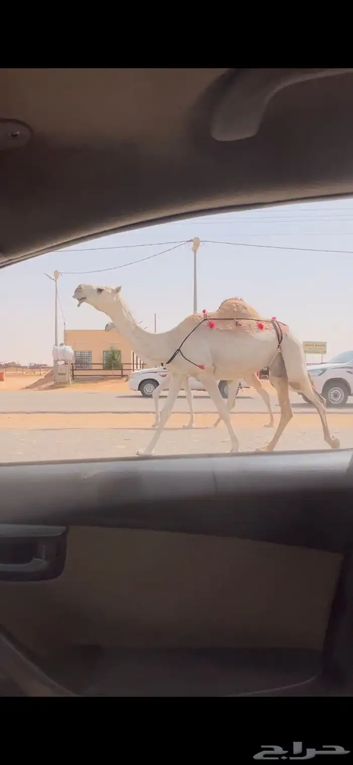 ابل وضح وشقح ضرايب طيبه جمله وتفريد 4