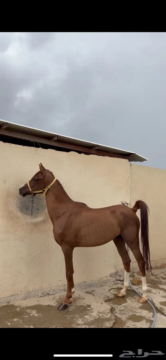 حصان عربي شعبي 0