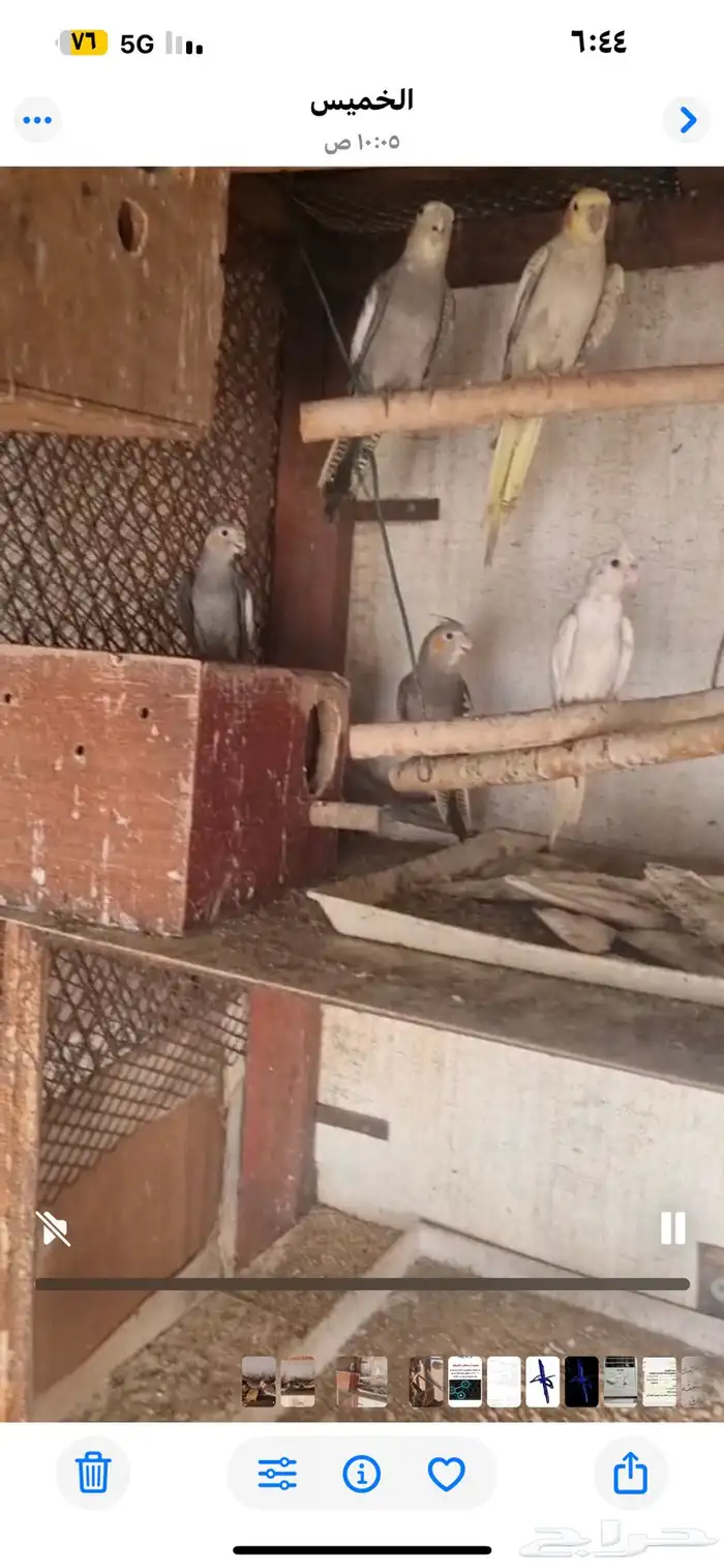 25 جوز كروان تقريبا  للبيع 2