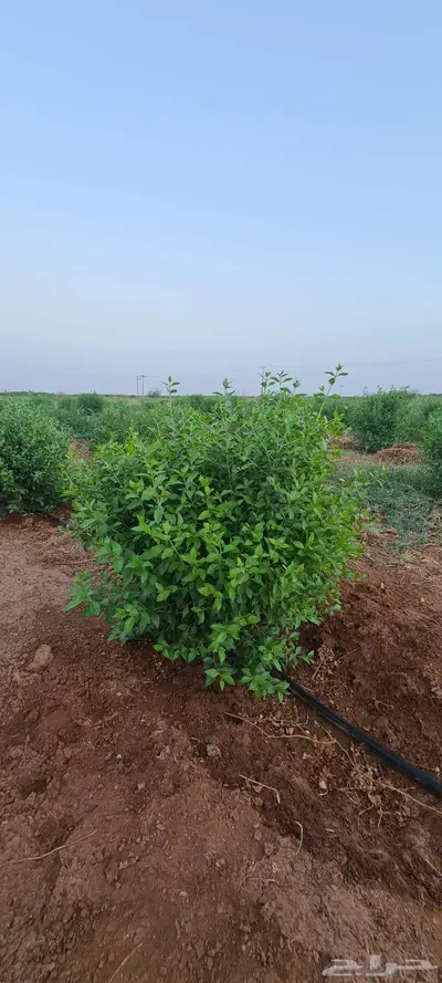 مزرعة للايجار جنوب المدينة المنورة 0