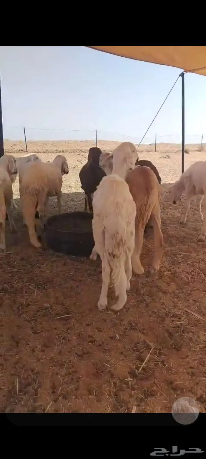 سواكن مرابي 1