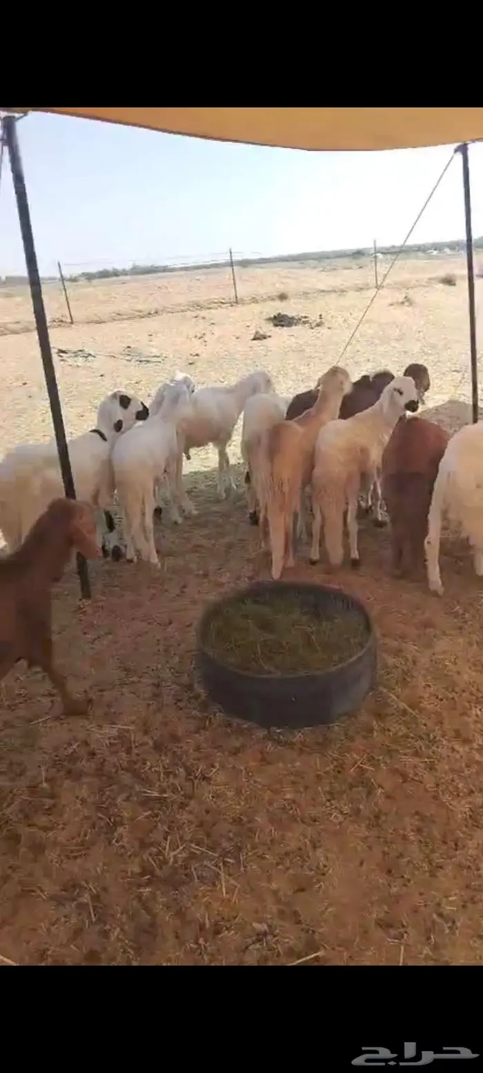 سواكن مرابي 2