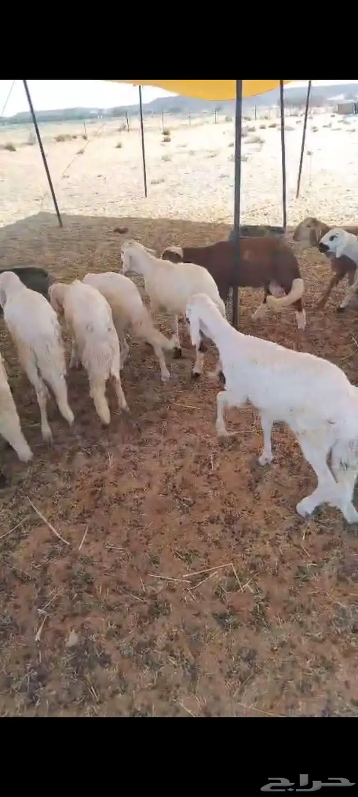 سواكن مرابي 0