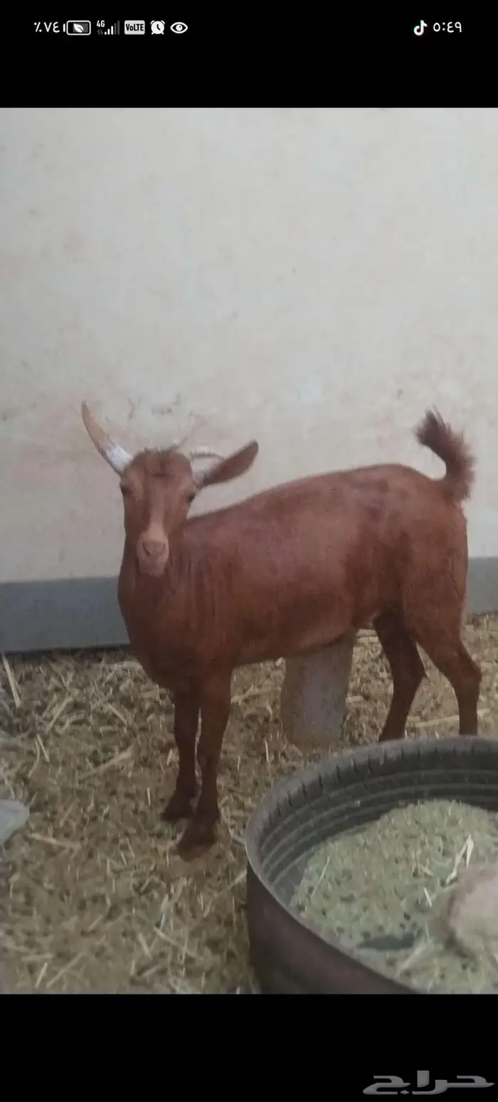 جفار محايلليه دهم 1