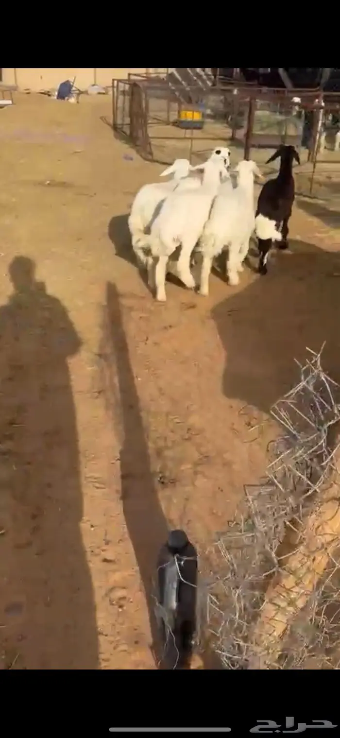 طليان حريات مغاليق 0