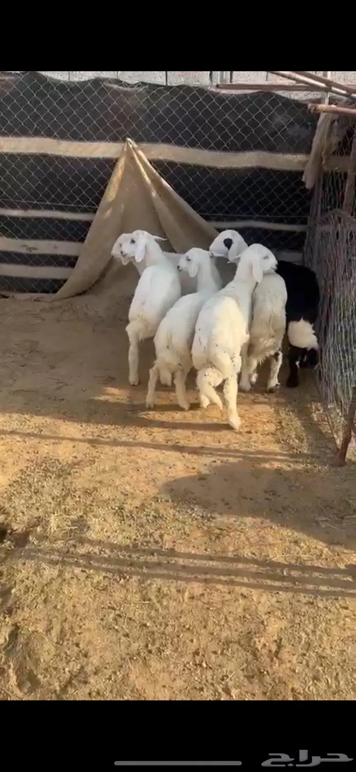 طليان حريات مغاليق 1