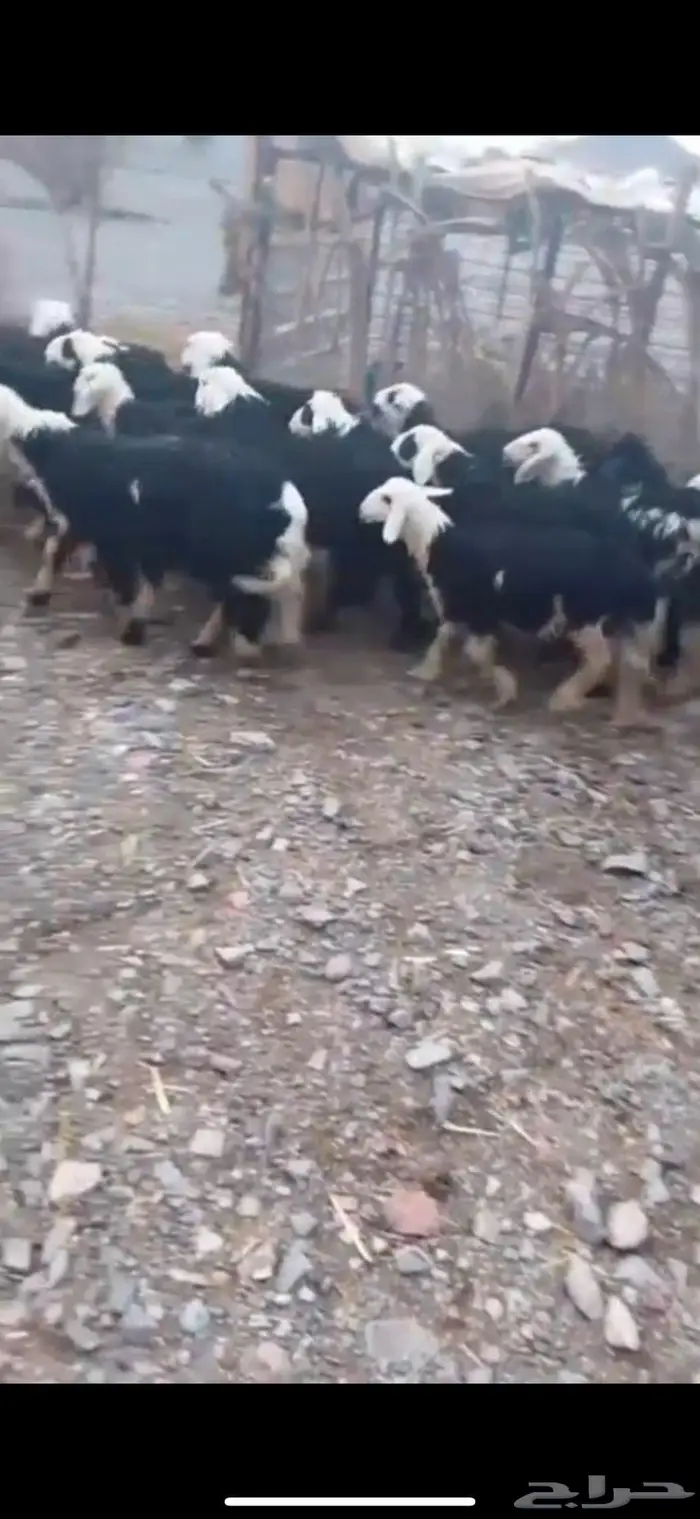 طليان ورخال تربيه طيبه 0