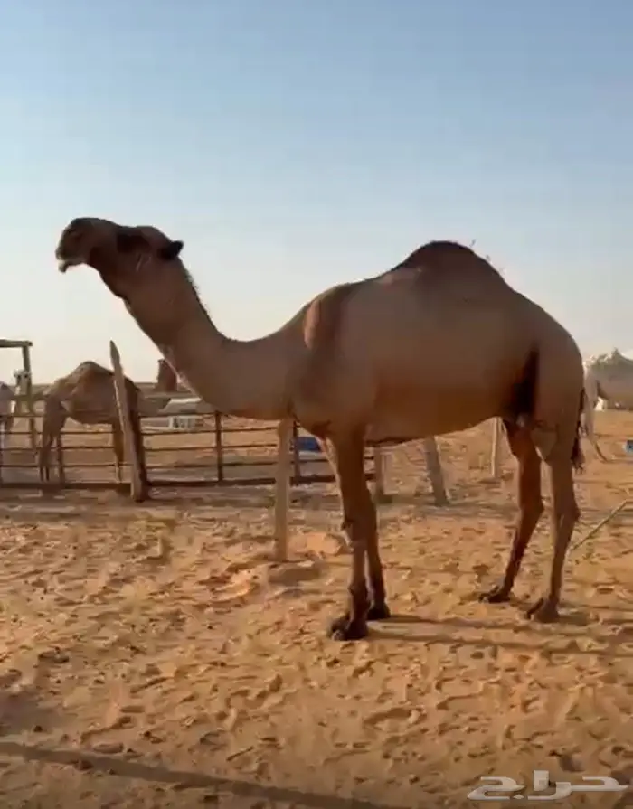 للبيع فحل سنه رباع اصفر 1