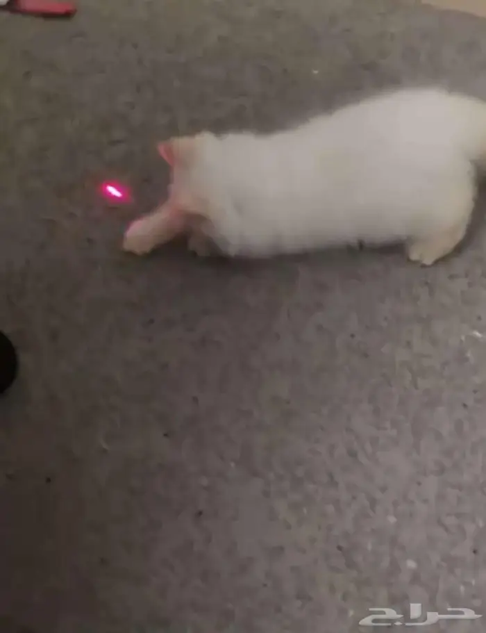 قط لعوب ابيض شرازي ب 200 0