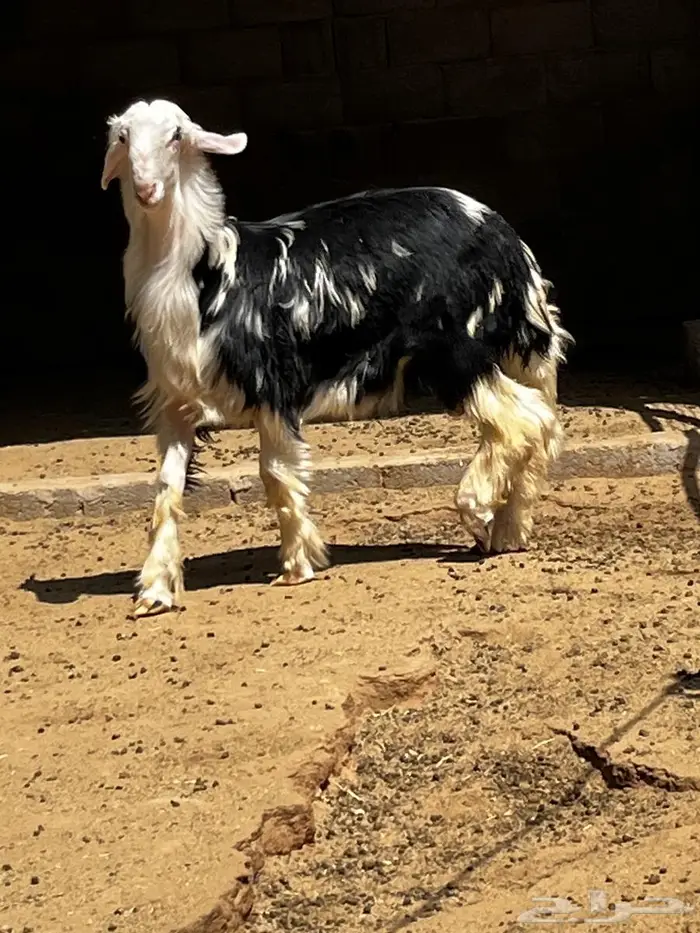 نجدي مشروع فحل صنف 0