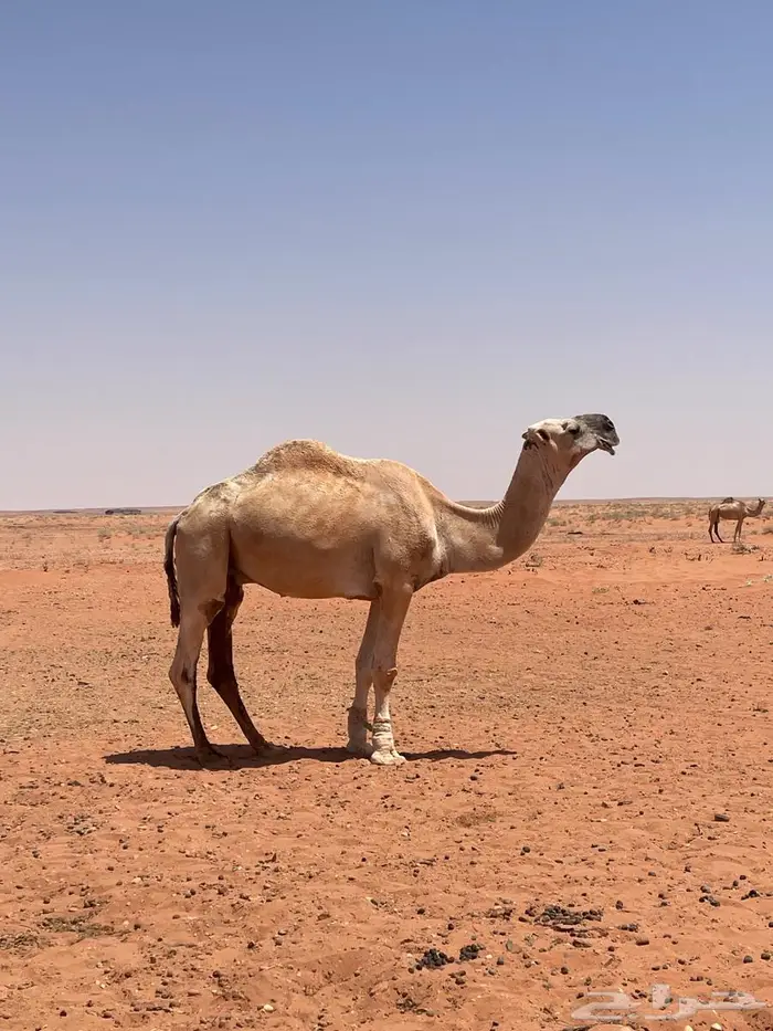 جمل للبيع 0