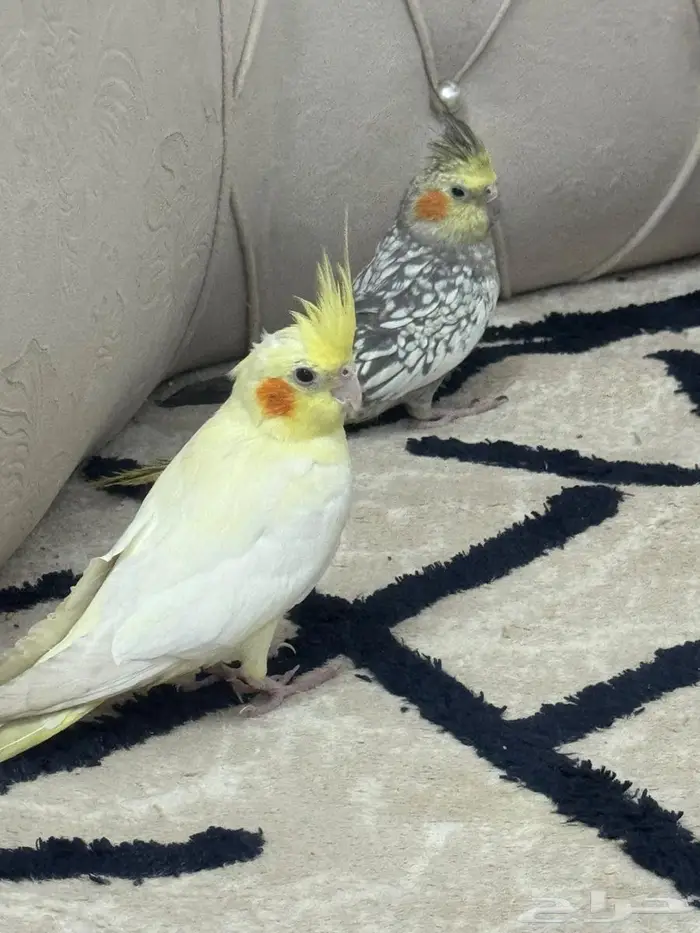 زوج كروان للبيع 1