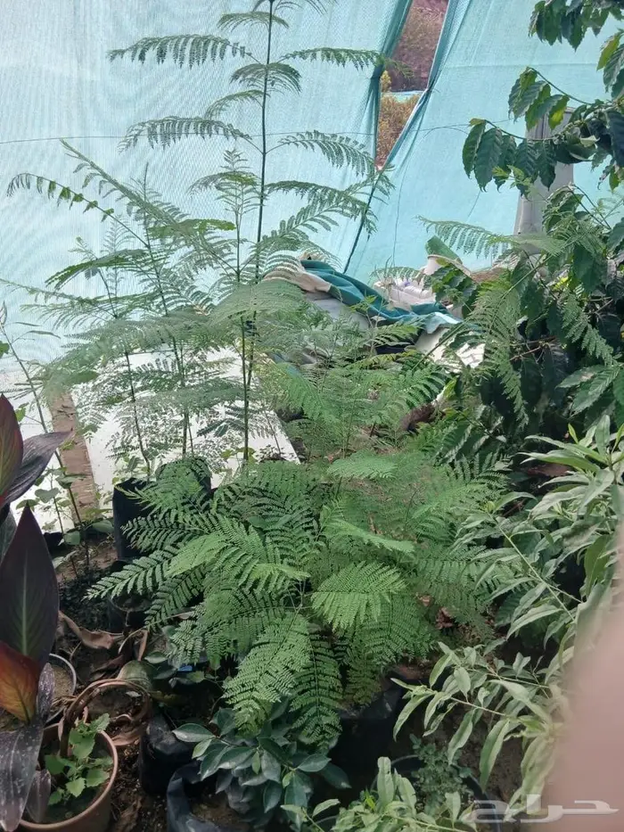 شتلات جاكرندا 2