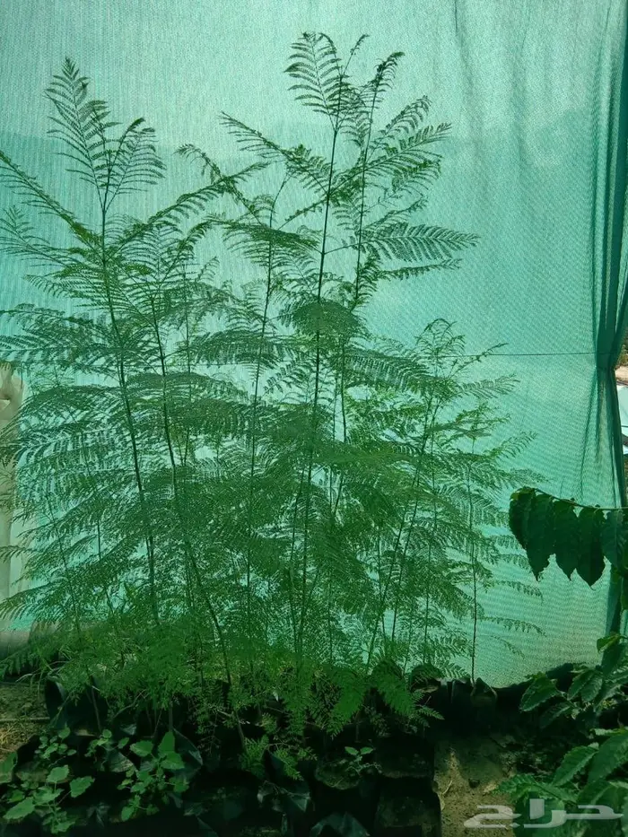 شتلات جاكرندا 1