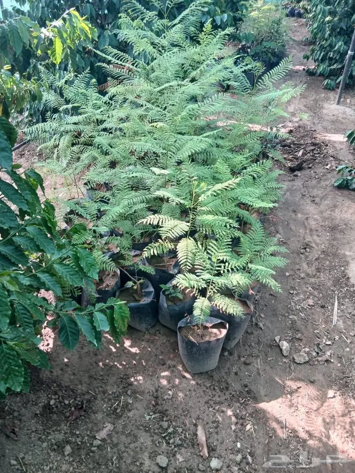 شتلات جاكرندا 0