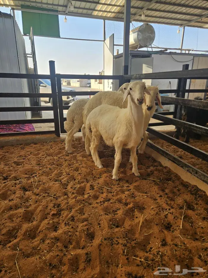 ذبايح حري 0