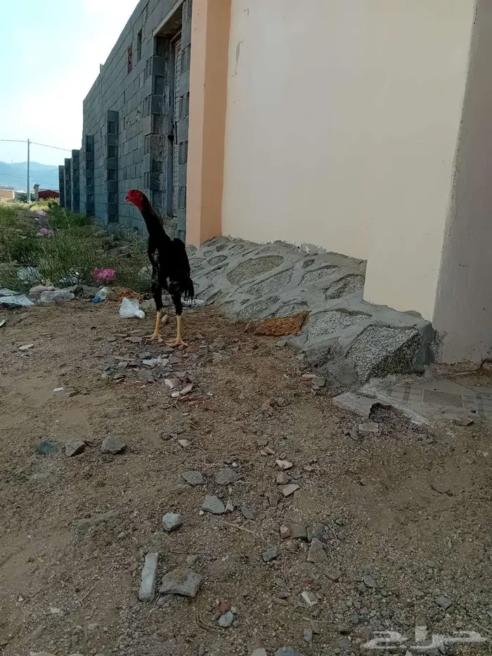 زوج شامو ياباني 0