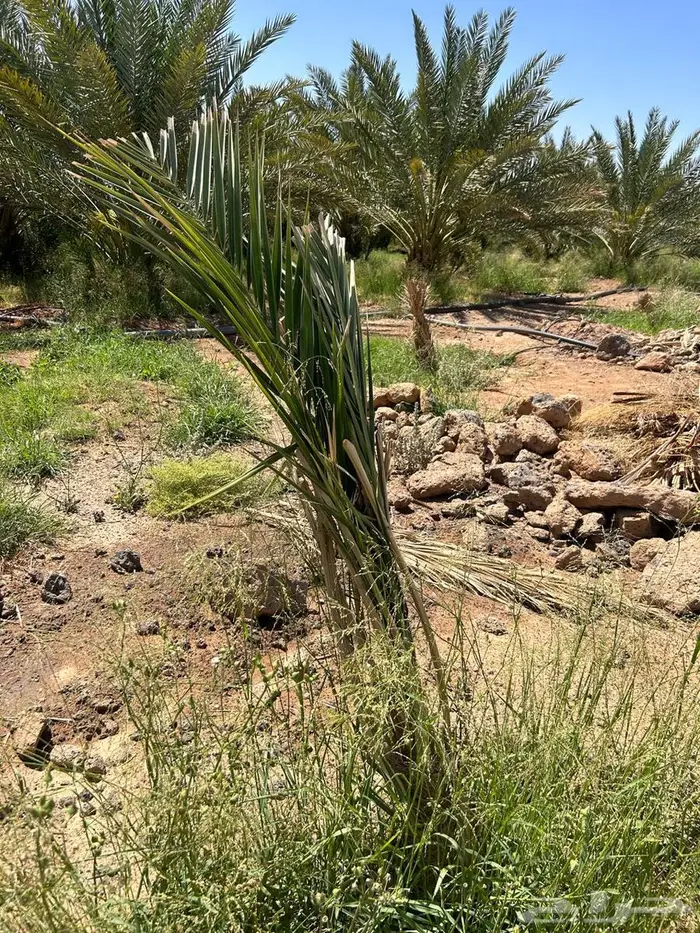 للبيع المنجي 4