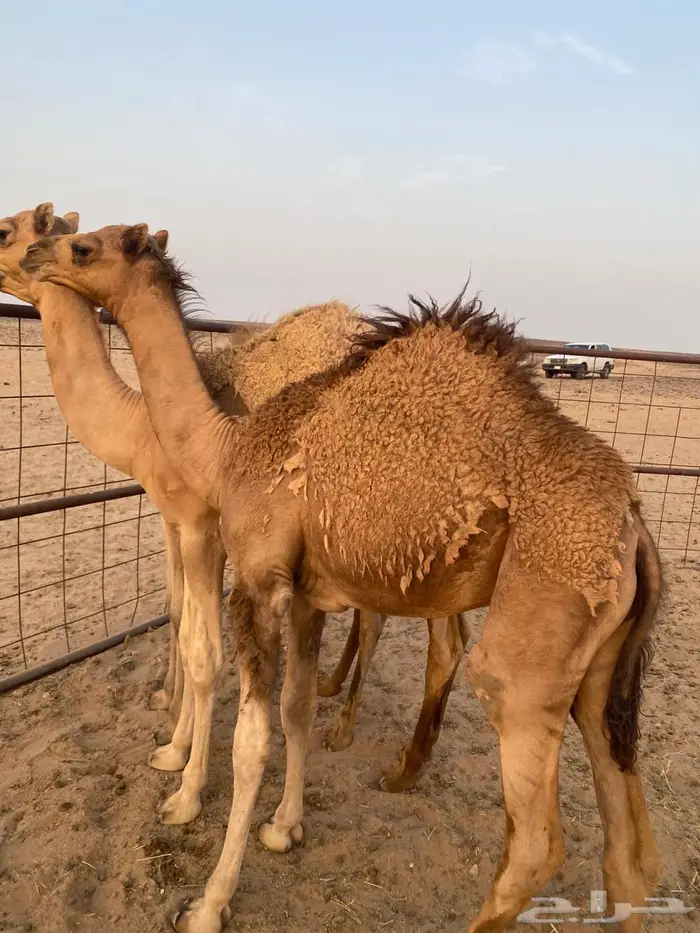 قعدان جزر للبيع 0