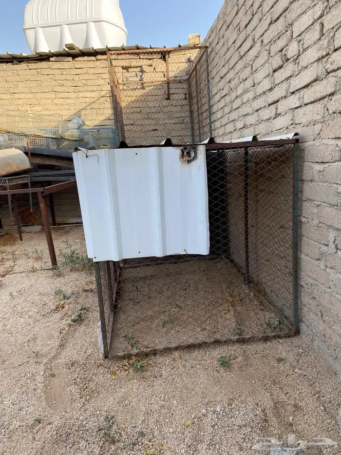 صندقة دجاج 2