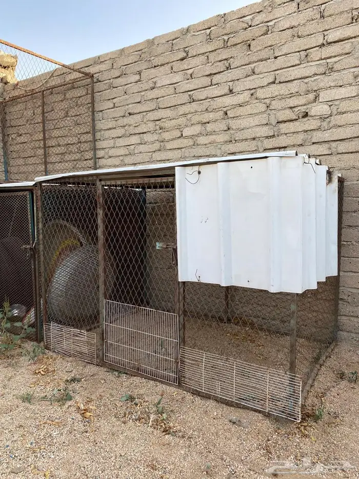 صندقة دجاج 0