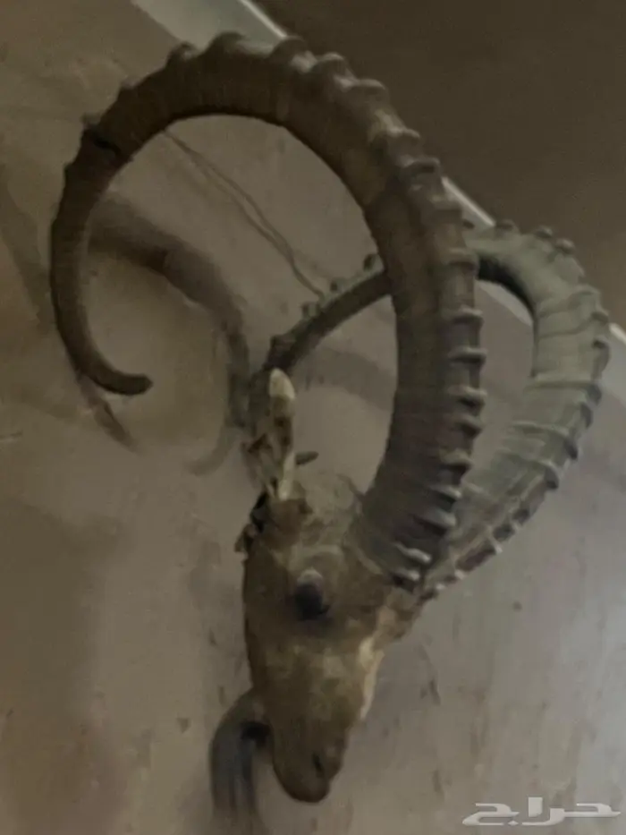 رأس وعل محنط 0
