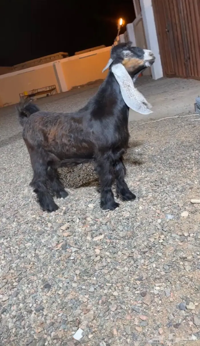 جذعين وثنيه عوارض كفو صنف معرفه 7