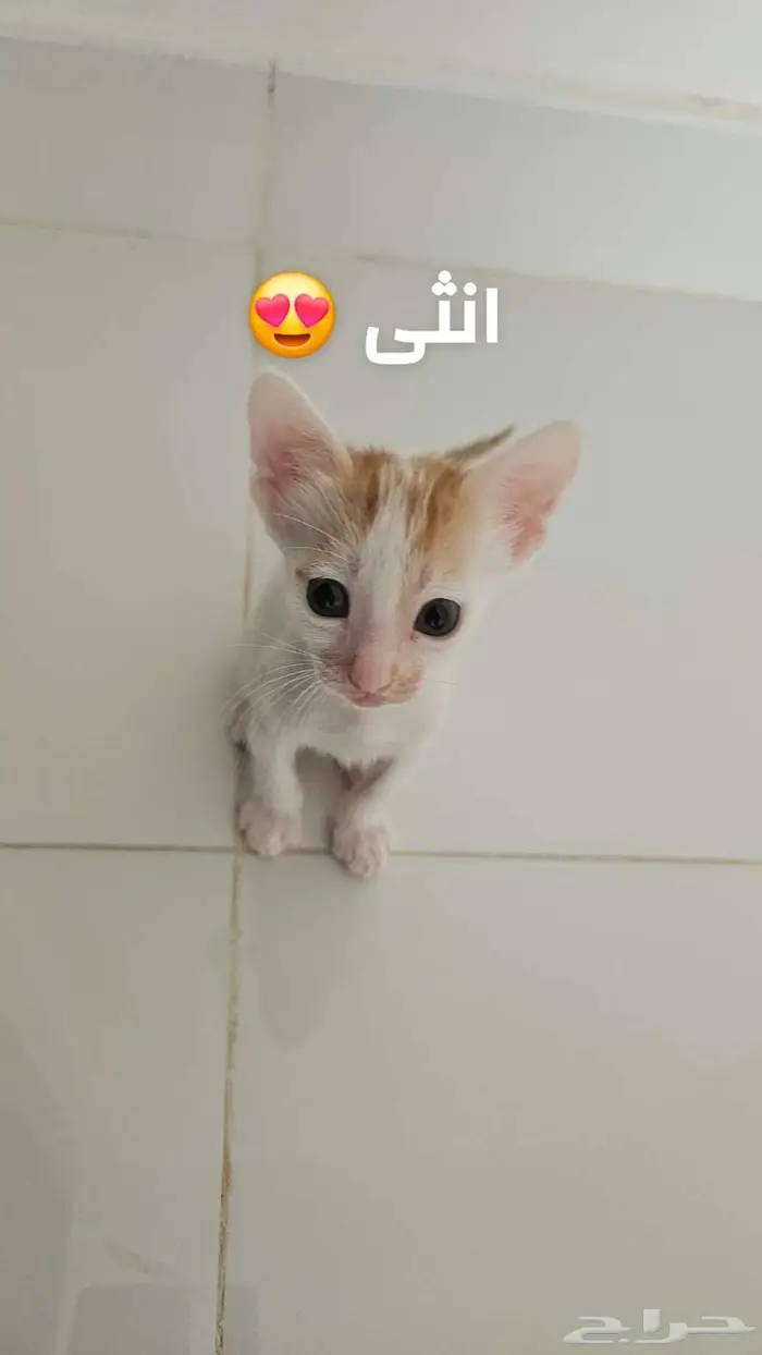 قطط بلدي عمرهم شهر للتبني 0