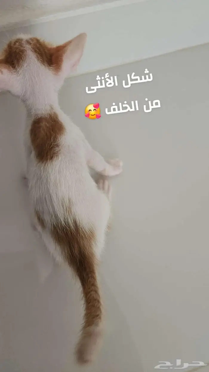 قطط بلدي عمرهم شهر للتبني 1