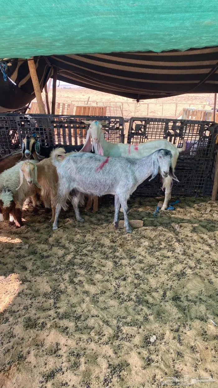 للبيع معزا مراح 2