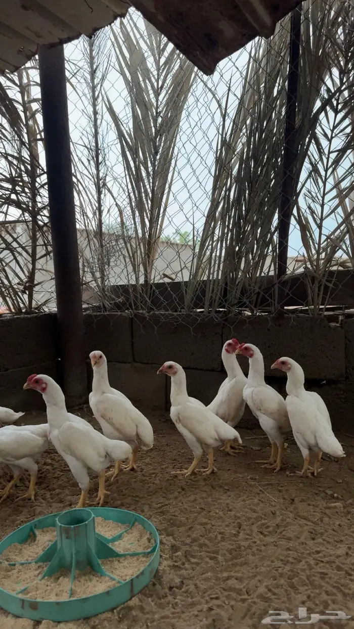 دجاج كوشامو تم البيع 0