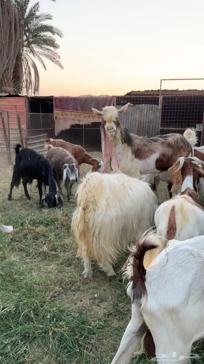 حلال البيع جمله او عادي فوق عشره ابيع   الموقع البدع 2