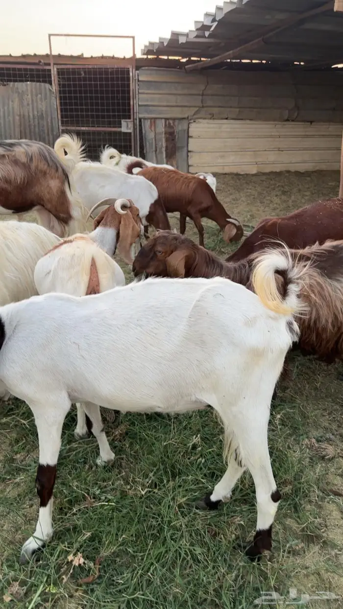 حلال البيع جمله او عادي فوق عشره ابيع   الموقع البدع 1