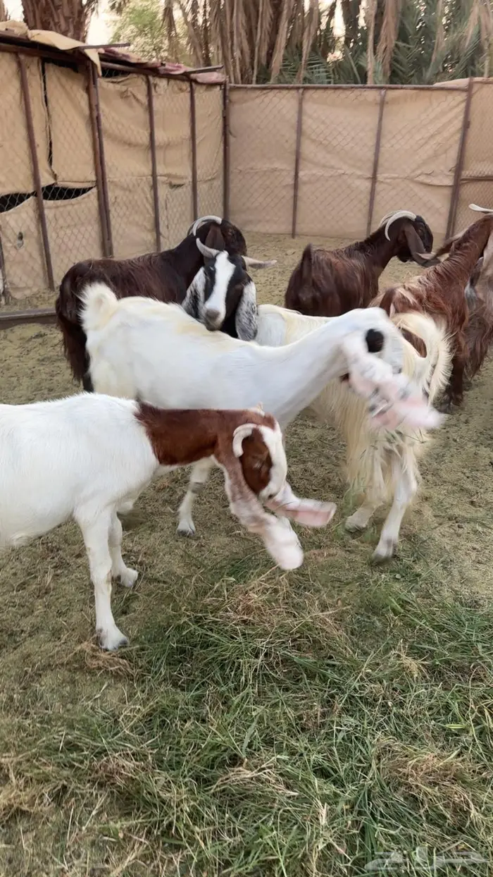 حلال البيع جمله او عادي فوق عشره ابيع   الموقع البدع 6