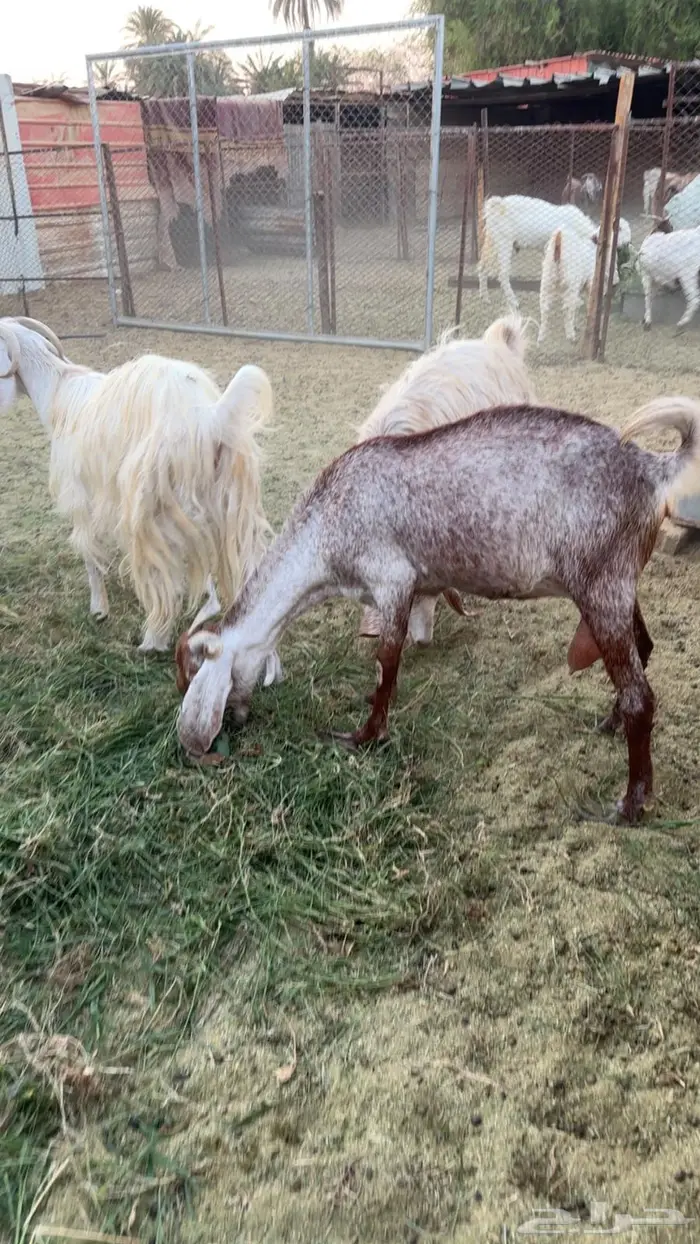 حلال البيع جمله او عادي فوق عشره ابيع   الموقع البدع 5