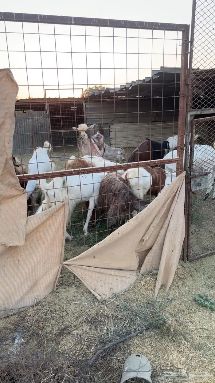 حلال البيع جمله او عادي فوق عشره ابيع   الموقع البدع 8