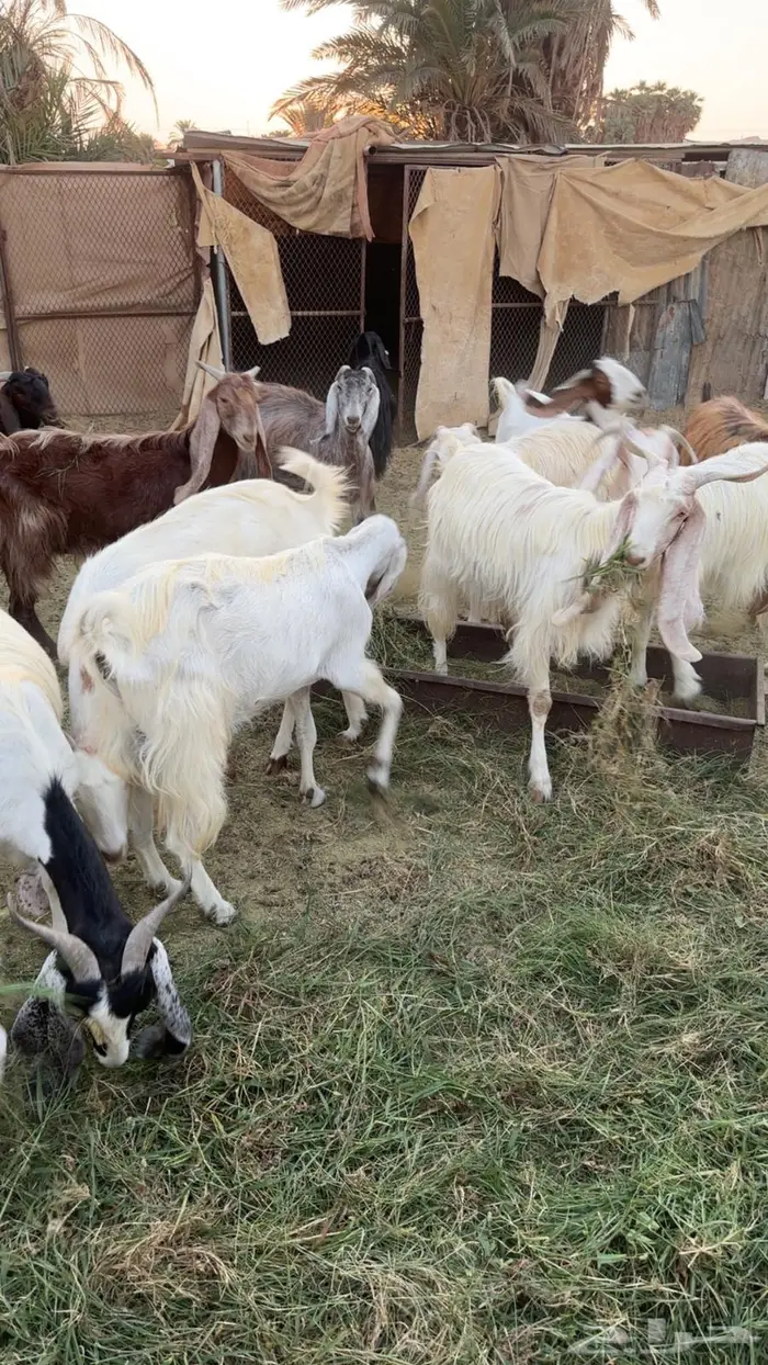 حلال البيع جمله او عادي فوق عشره ابيع   الموقع البدع 11