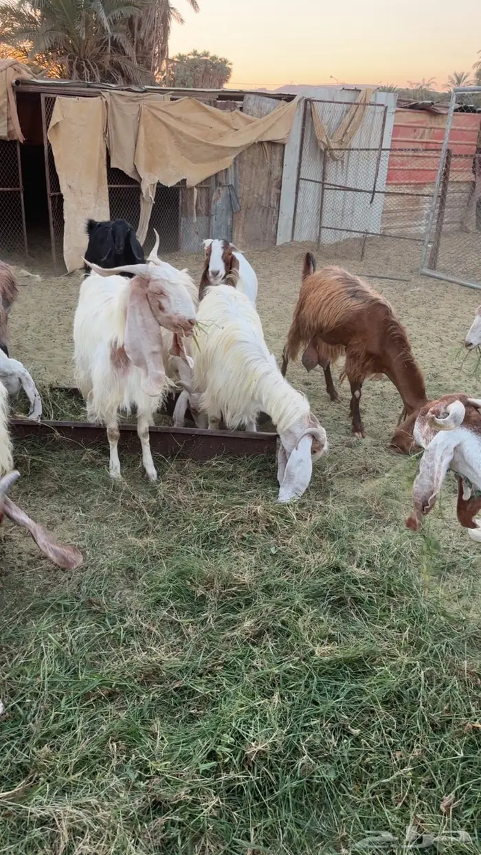 حلال البيع جمله او عادي فوق عشره ابيع   الموقع البدع 10