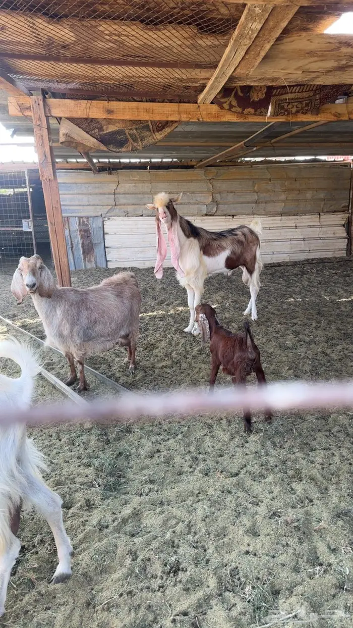 حلال البيع جمله او عادي فوق عشره ابيع   الموقع البدع 12