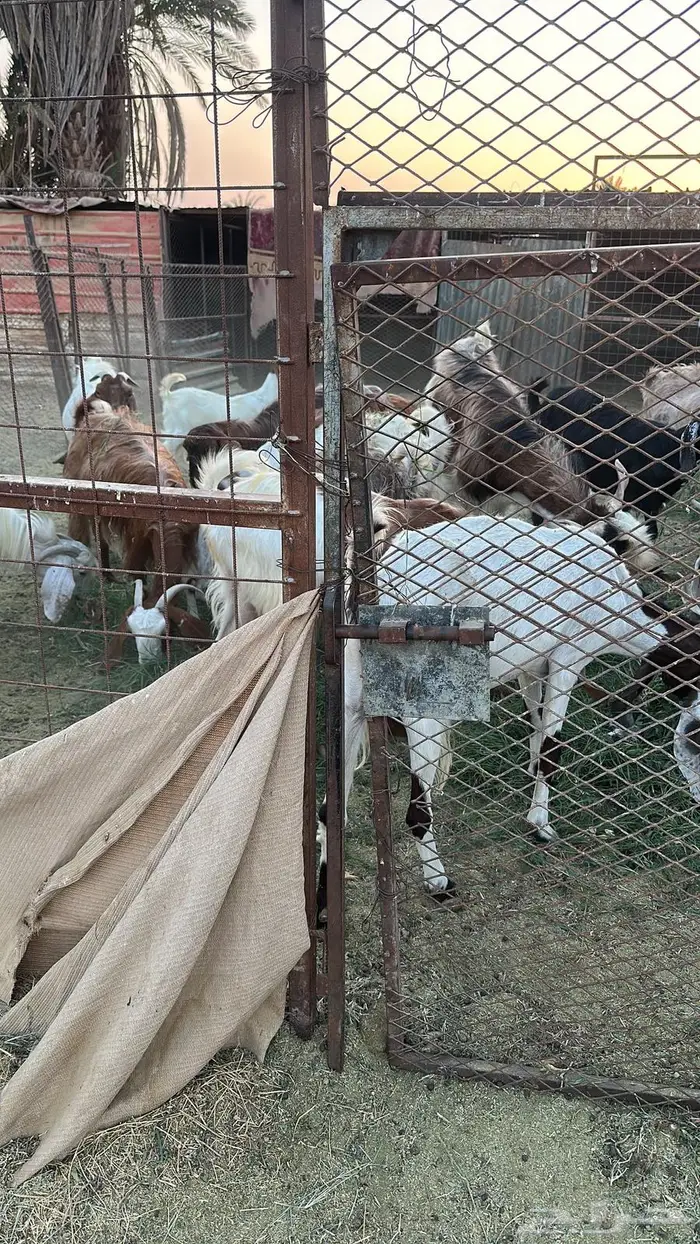 حلال البيع جمله او عادي فوق عشره ابيع   الموقع البدع 0