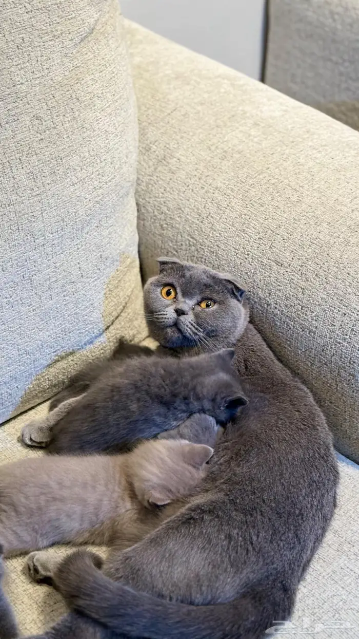 للبيع انثى سكوتش تربل فولد حامل 5