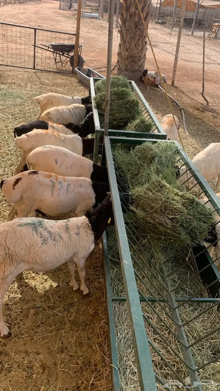 ذبايح بربري وتيوس مرباه بسعر 550 ريال 2