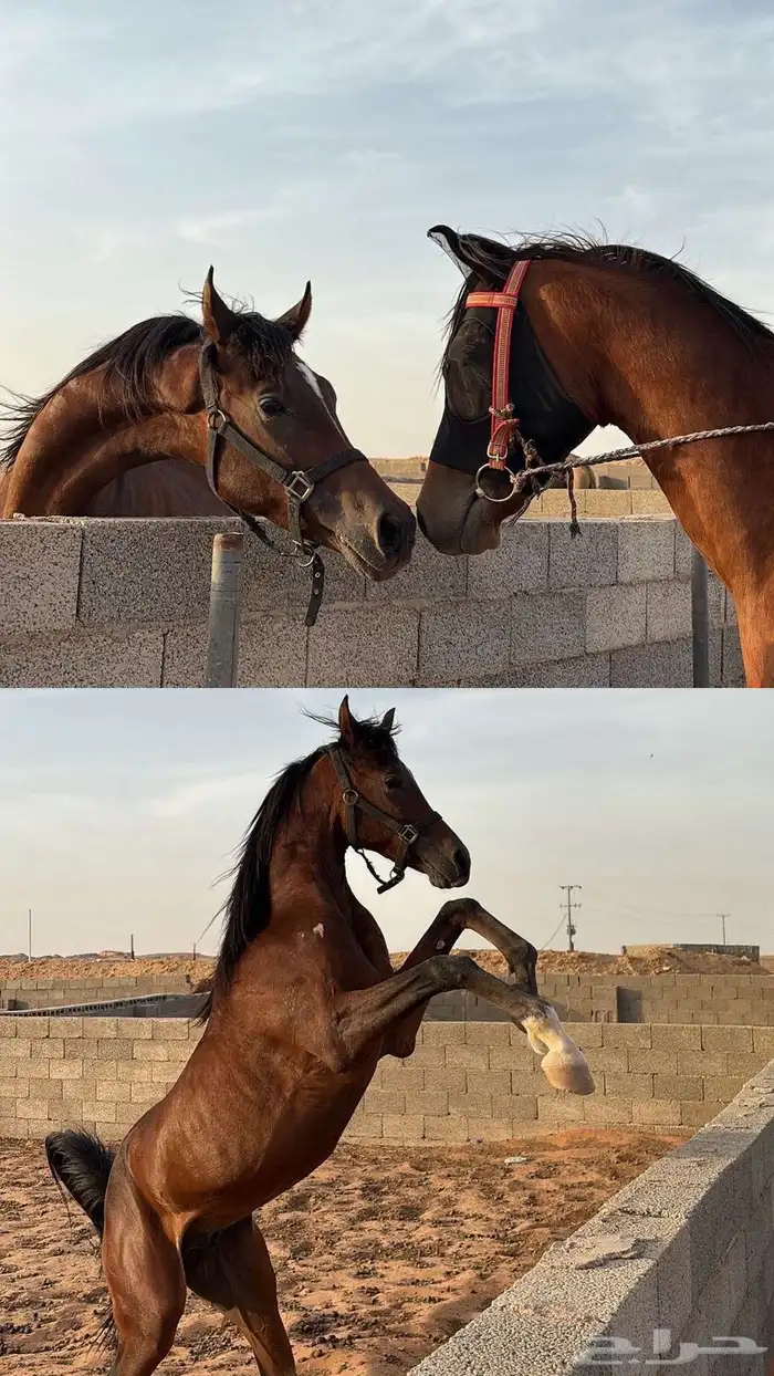 حصان جزيري والبيع شعبي لاهل الركوب 2