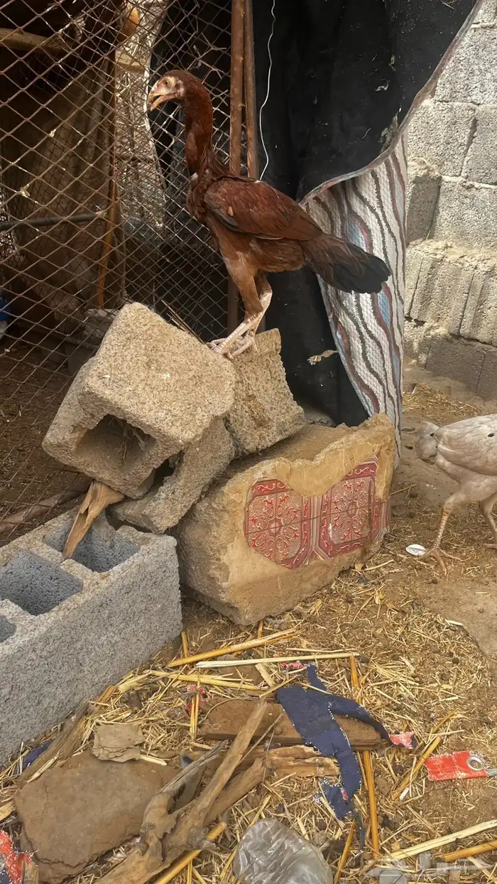 دجاج سندي 1